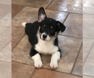 Border Collie-Pembroke Welsh Corgi Mix Puppy for sale in SUMMERVILLE, GA, USA