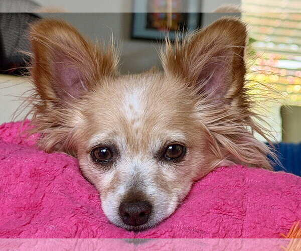 Medium Photo #5 Chiranian Puppy For Sale in San Francisco, CA, USA