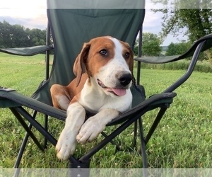 Border Collie-Redbone Coonhound Mix Puppy for sale in HILLSBORO, WI, USA