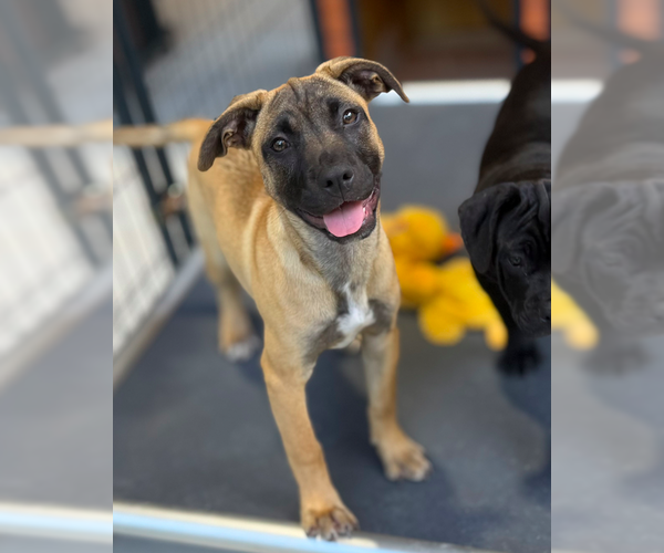 Medium Photo #8 Mutt Puppy For Sale in Decatur, GA, USA