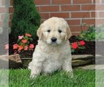 Small Photo #1 Goldendoodle-Poodle (Standard) Mix Puppy For Sale in NEW PROVIDENCE, PA, USA