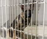 Small German Shepherd Dog Mix