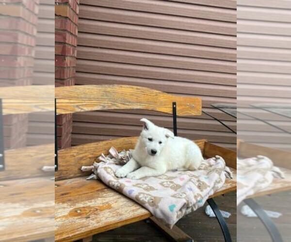 Medium Photo #17 German Shepherd Dog Puppy For Sale in GREENWOOD, WI, USA