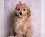 Puppy Sara Goldendoodle (Miniature)
