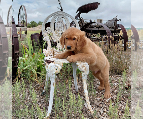 Medium Photo #1 Golden Retriever Puppy For Sale in PEYTON, CO, USA