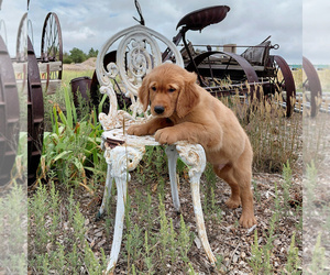 Golden Retriever Puppy for sale in PEYTON, CO, USA