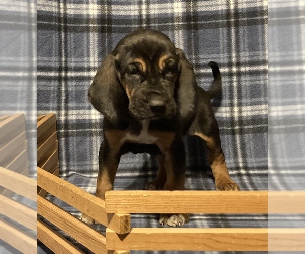 Medium Photo #1 Bloodhound Puppy For Sale in FORT MORGAN, CO, USA