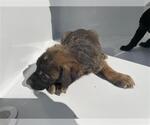 A663869 - Male Labrador Retriever-Unknown Mix Dog for Adoption - Small photo