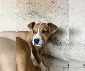 Mutt Dogs for adoption in Oklahoma City, OK, USA