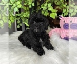 Small Photo #3 Maltipoo Puppy For Sale in FRANKLIN, IN, USA
