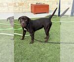 STORM - Female Mutt Dog for Adoption - Small photo