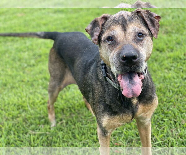 Medium Photo #3 Mutt Puppy For Sale in Virginia Beach, VA, USA