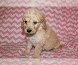 Goldendoodle (Miniature) Puppy for sale in BLMGTN, IN, USA