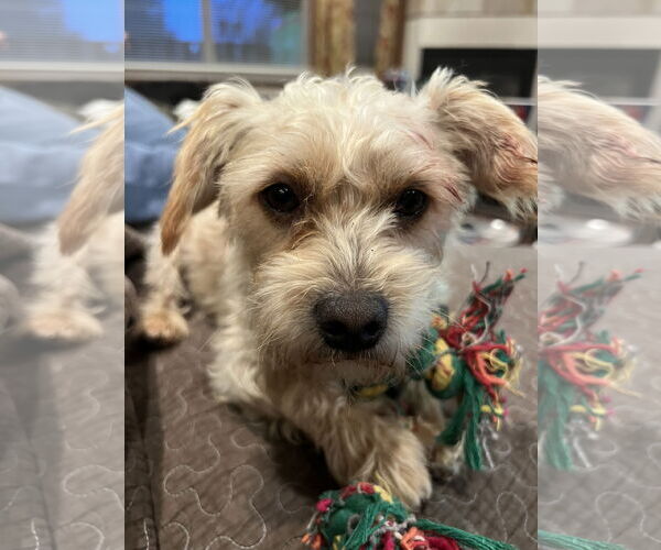 Medium Photo #4 Maltese-Unknown Mix Puppy For Sale in Bellevue, WA, USA