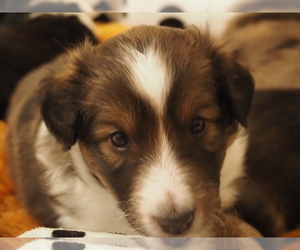 Shetland Sheepdog Puppy for sale in TOWSON, MD, USA