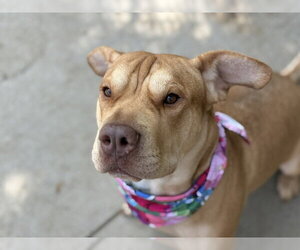 Chinese Shar-Pei-Unknown Mix Dogs for adoption in Tulsa, OK, USA