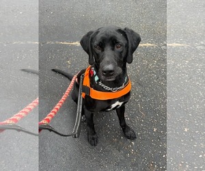Chase - Male Labrador Retriever-Unknown Mix Dog for Adoption - Photo #9