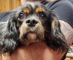 Small Photo #3 Cavalier King Charles Spaniel Puppy For Sale in BOONVILLE, NY, USA
