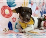 Small Photo #2 Jack Russell Terrier Puppy For Sale in LANCASTER, PA, USA