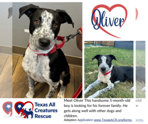 Mutt Dogs for adoption in Lillian, TX, USA