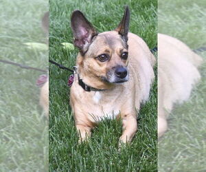 American Rat Pinscher Dogs for adoption in Princeton, MN, USA