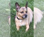 Small American Rat Pinscher