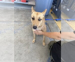 Texas Heeler Dogs for adoption in Bakersfield, CA, USA