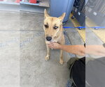 Small Texas Heeler