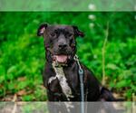 Small #1 American Pit Bull Terrier Mix
