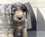 Small Photo #16 Aussiedoodle Puppy For Sale in CROWN POINT, IN, USA