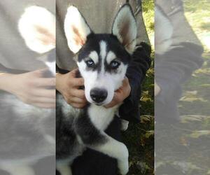 Siberian Husky Puppy for sale in EVANSVILLE, IN, USA