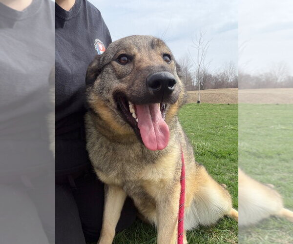 Medium Photo #2 German Shepherd Dog-Unknown Mix Puppy For Sale in Pierceton , IN, USA