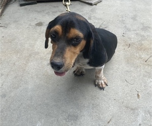 Beagle Puppy for sale in CARENCRO, LA, USA