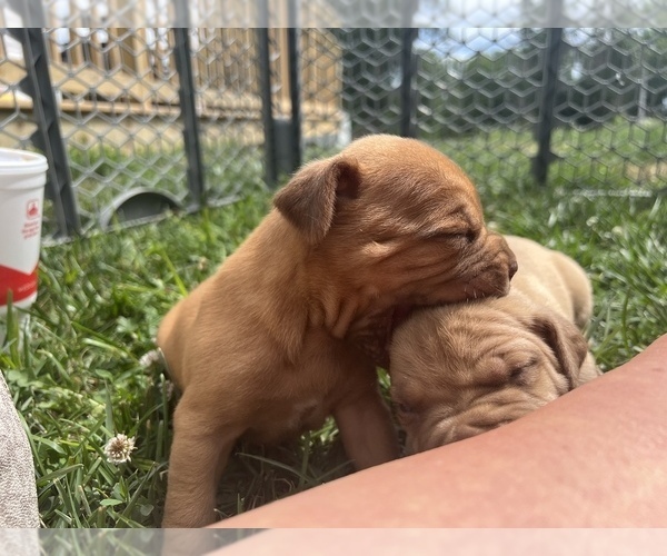 Medium Photo #8 Dogue de Bordeaux Puppy For Sale in BETHANY, MO, USA