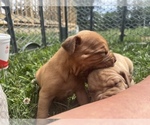 Small Photo #8 Dogue de Bordeaux Puppy For Sale in BETHANY, MO, USA