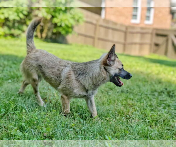 Medium Photo #2 Chi-Corgi Puppy For Sale in Fultonham, NY, USA