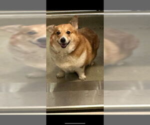 Pembroke Welsh Corgi Dogs for adoption in Rancho Cucamonga, CA, USA