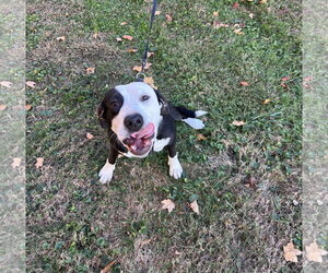 Farmer - Male American Pit Bull Terrier-Unknown Mix Dog for Adoption - Photo #8