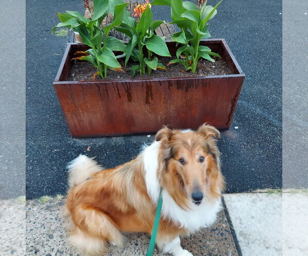Medium Photo #3 Collie Puppy For Sale in Chantilly, VA, USA