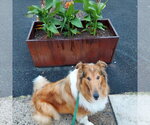 Small #2 Collie