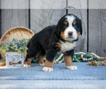 Small Photo #10 Bernese Mountain Dog Puppy For Sale in SHREVE, OH, USA