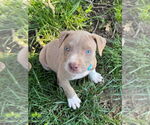 Small #3 American Pit Bull Terrier