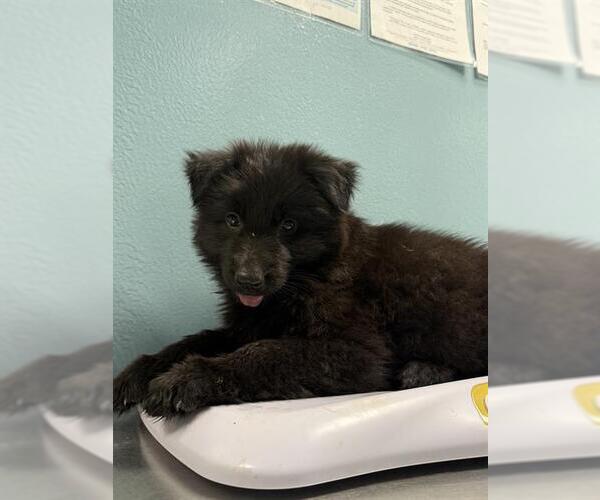 Medium Photo #1 Mutt Puppy For Sale in Woodbury, NY, USA