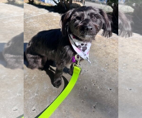 Medium Photo #10 Mutt Puppy For Sale in Corona, CA, USA