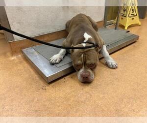 American Staffordshire Terrier-Unknown Mix Dogs for adoption in Martinez, CA, USA
