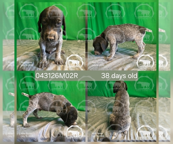 Medium Photo #2 German Shorthaired Pointer Puppy For Sale in MOYIE SPRINGS, ID, USA