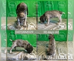 Small #1 German Shorthaired Pointer