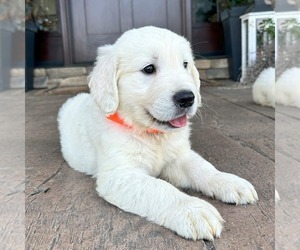 Golden Retriever Puppy for sale in GORDONVILLE, PA, USA