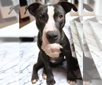 Small #6 American Pit Bull Terrier Mix