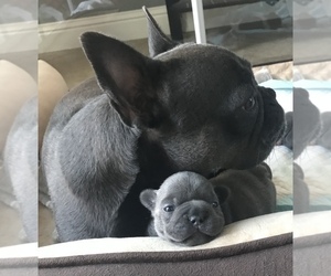 Mother of the French Bulldog puppies born on 06/04/2022